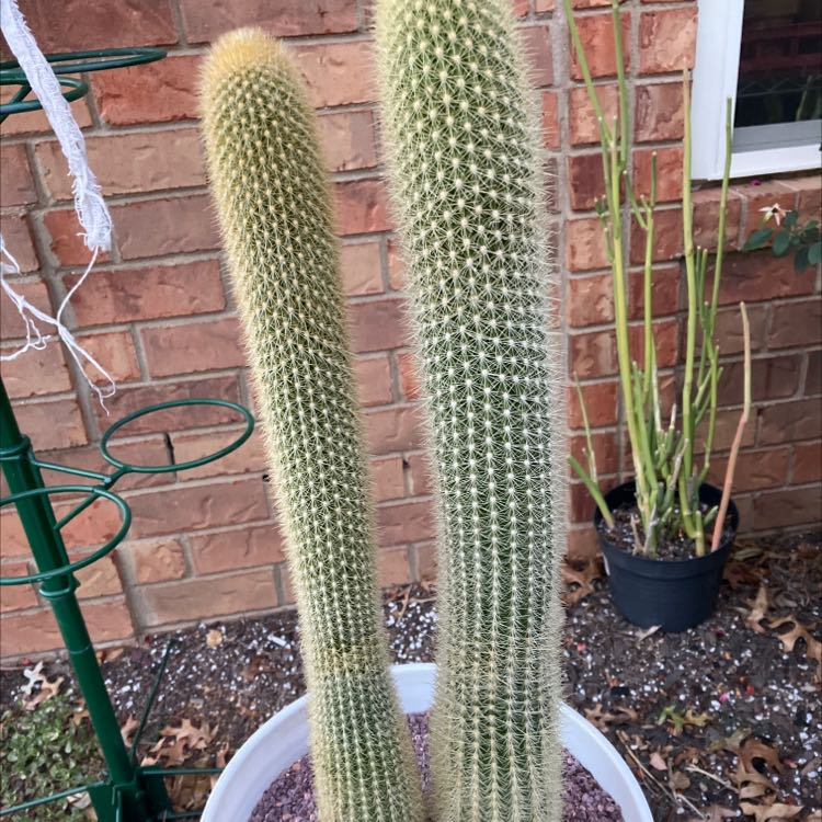 Photo of the plant species Assorted Haageoereus by @Boymom-plantmom named Wall-E on Greg, the plant care app
