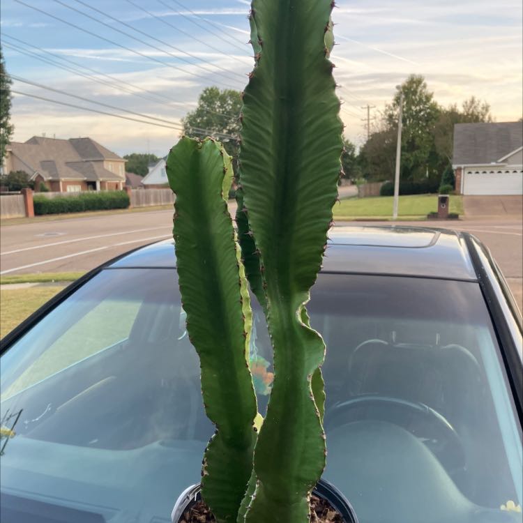 Giant African Candelabra Tree with ribbed stems in front of a car and suburban street.