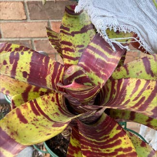 Flaming Sword Bromeliad plant in Collierville, Tennessee