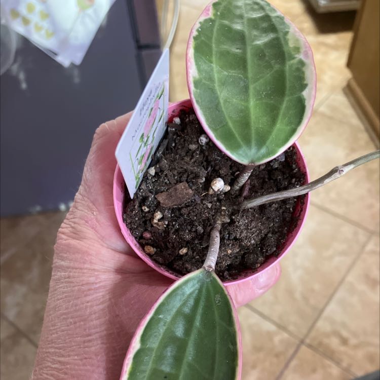 Hoya macrophylla 'Albomarginata' plant with three healthy leaves in a pot, held by a hand.