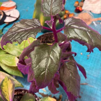 Purple Velvet Plant plant in Collierville, Tennessee