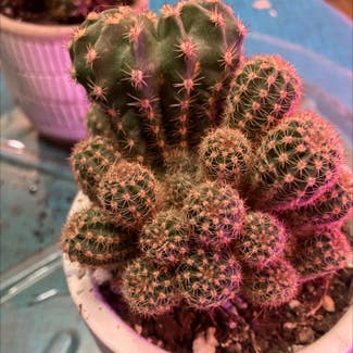 Comb Hedgehog Cactus plant in Collierville, Tennessee