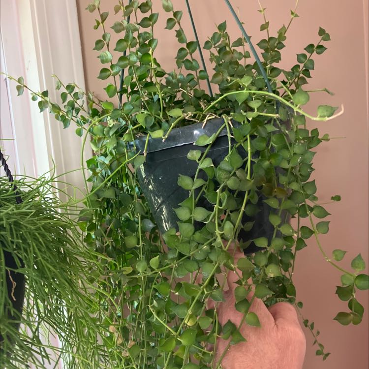 Hanging pot with a healthy Million Hearts plant (Dischidia ruscifolia) held by a hand.