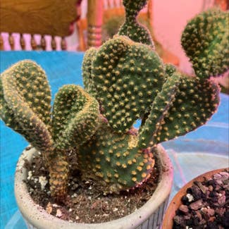 Bunny Ears Cactus plant in Collierville, Tennessee