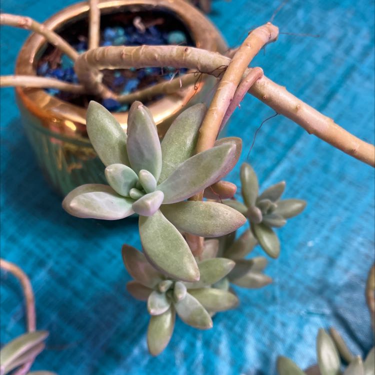 Graptosedum 'Darley Sunshine' plant with healthy, fleshy leaves in a pot.