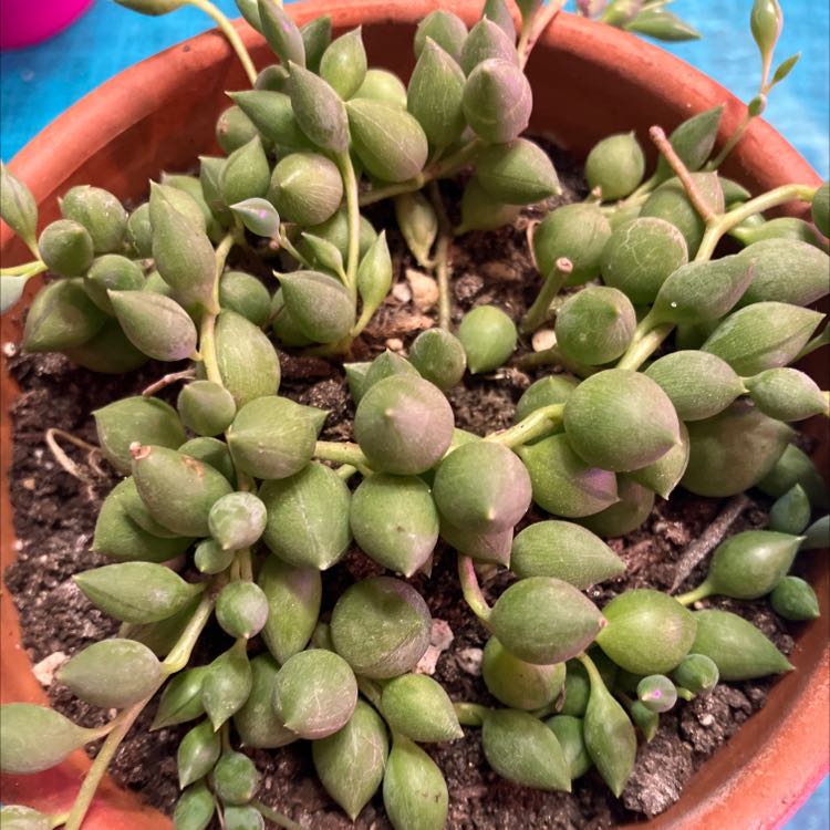 String of Raindrops plant in a terracotta pot with visible soil.