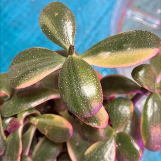 Jade plant in Collierville, Tennessee
