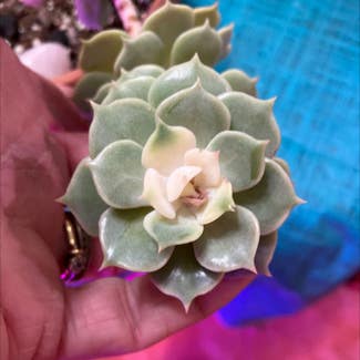 Pearl Echeveria plant in Collierville, Tennessee