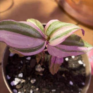 Tradescantia Zebrina plant in Collierville, Tennessee