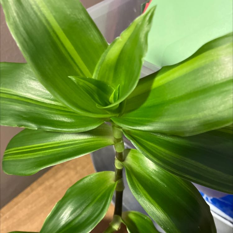 Plant care for Tradescantia on Greg, the plant care app