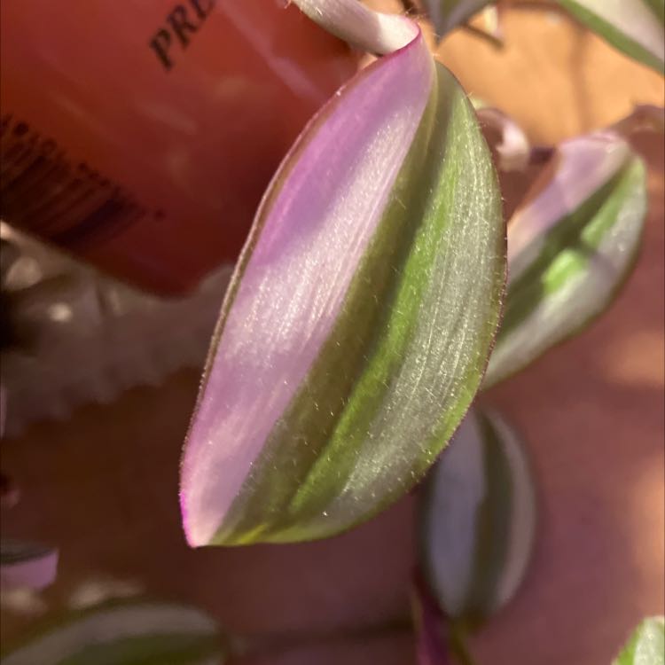 Close-up of a healthy Tradescantia Quadricolor leaf with vibrant green and pink colors.