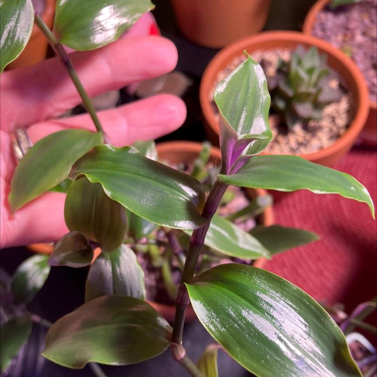 Tradescantia Blushing Bride plant with healthy green leaves, held by a hand.