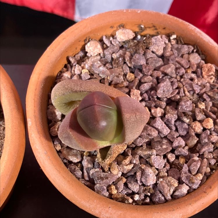 Royal Flush Split Rock succulent in a terracotta pot with rocky soil.