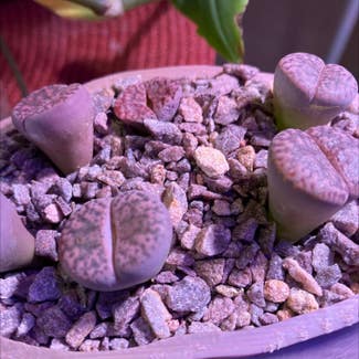 Lithops bromfieldii plant in Collierville, Tennessee