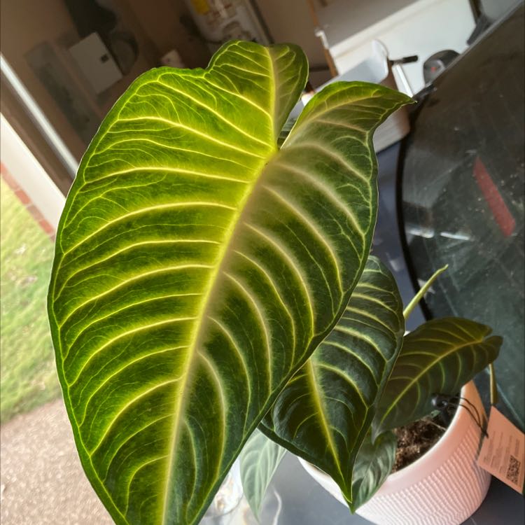 Healthy Caladium lindenii 'Magnificum' with vibrant green leaves and white veins in a white pot.