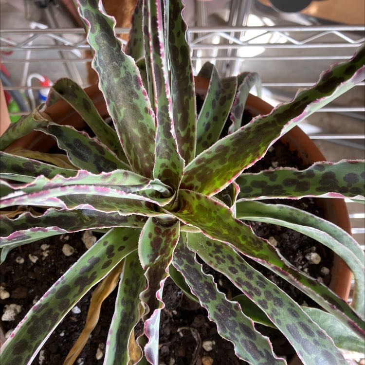Photo of the plant species Manfreda undulata 'Mint Chocolate Chip' by @Boymom-plantmom named Your plant on Greg, the plant care app