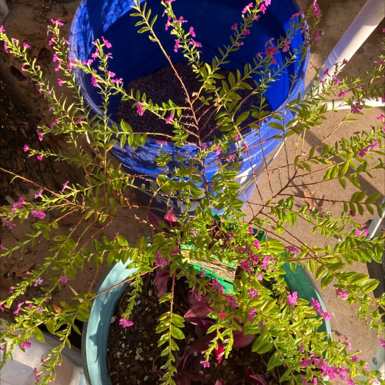 Mexican-Heather plant with small purple flowers and visible soil in a pot.