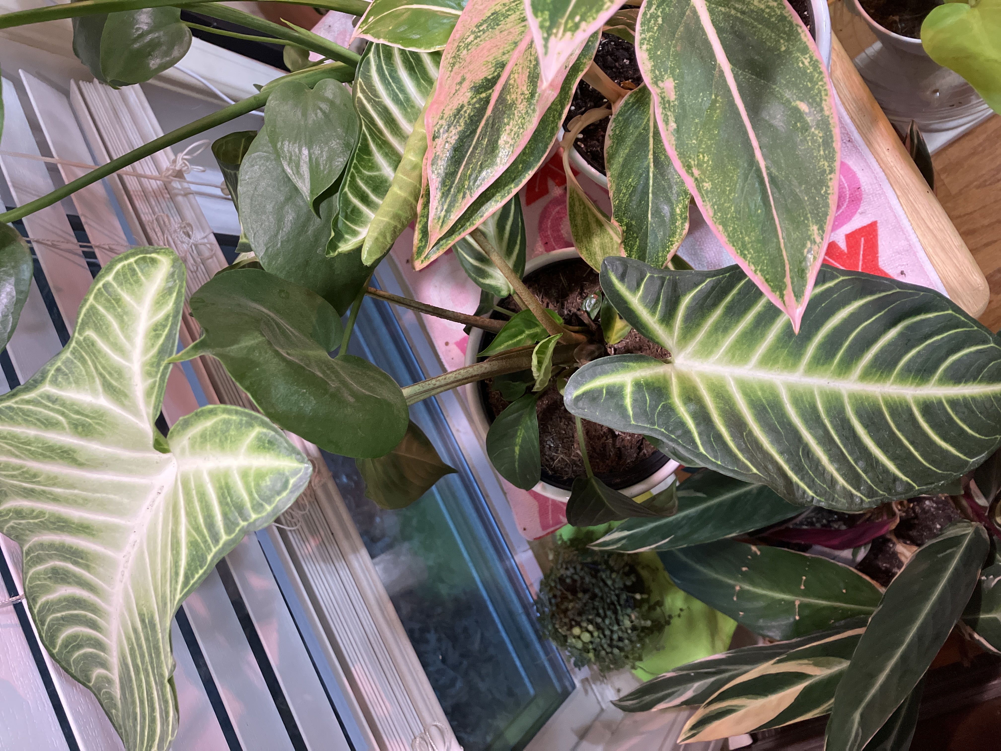 Photo from the post