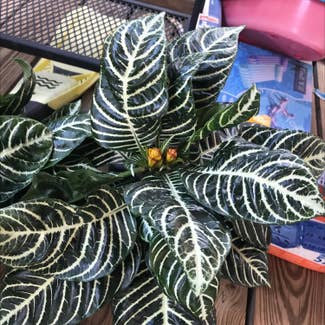 Zebra Plant plant in Collierville, Tennessee