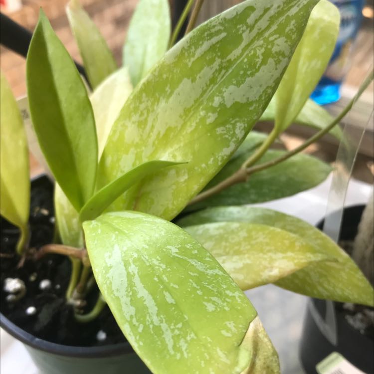 Photo of the plant species Speckle Hoya Publcalyx by @Boymom-plantmom named Your plant on Greg, the plant care app