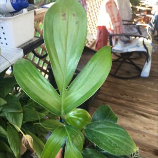 Philodendron 'Florida' plant in Collierville, Tennessee
