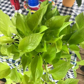 Neon Pothos plant in Collierville, Tennessee