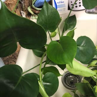 Split Leaf Philodendron plant in Collierville, Tennessee