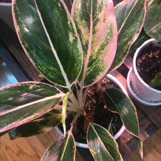 Chinese Evergreen plant in Collierville, Tennessee