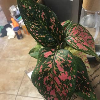 Dieffenbachia plant in Collierville, Tennessee