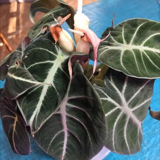Alocasia Polly Plant plant in Collierville, Tennessee