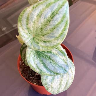 Variegated Watermelon Peperomia plant in Collierville, Tennessee