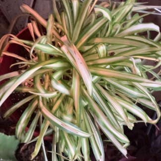 Spider Plant plant in Collierville, Tennessee