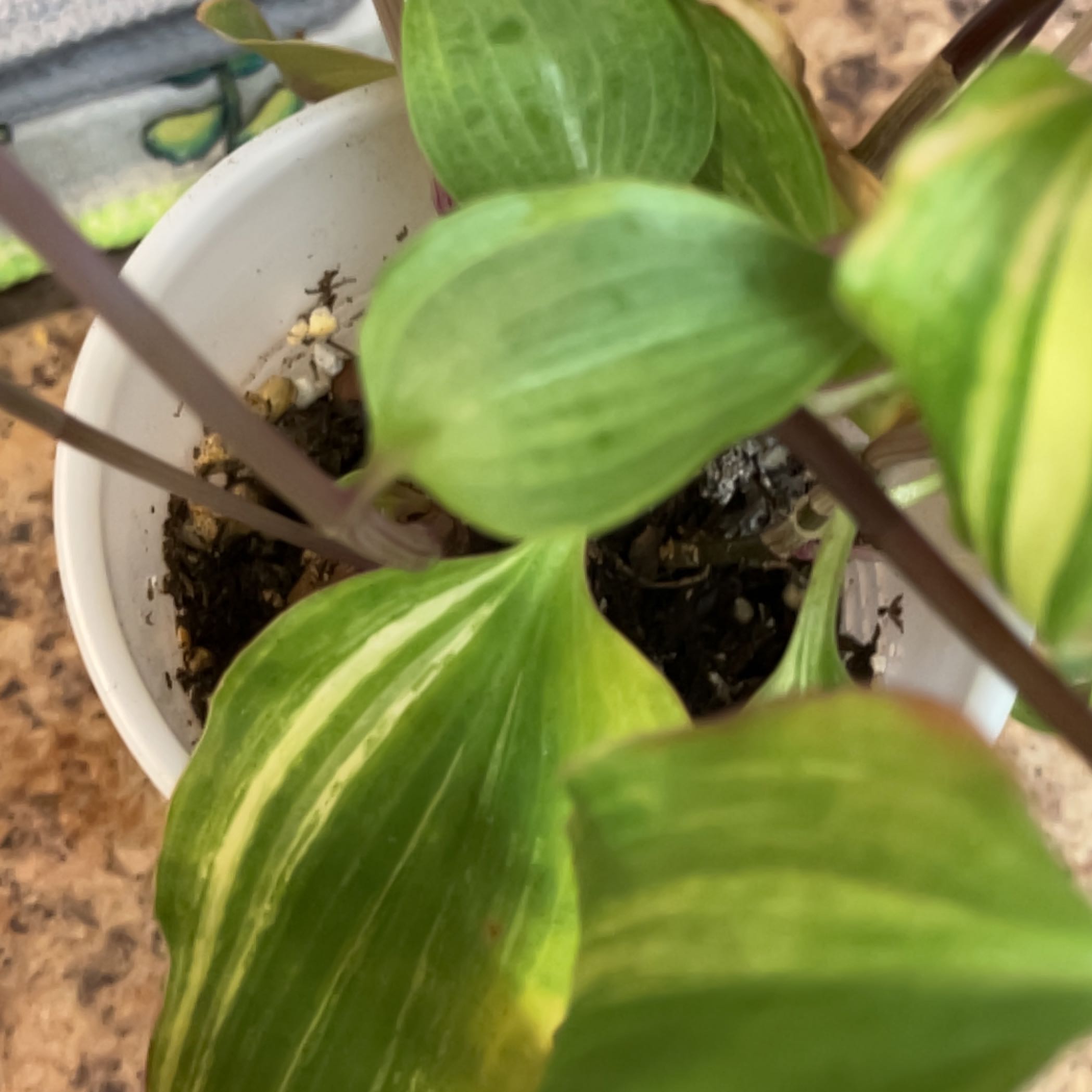 Plant care for Varigated Peace Lilly on Greg, the plant care app