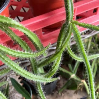 Dog Tail Cactus plant in Collierville, Tennessee