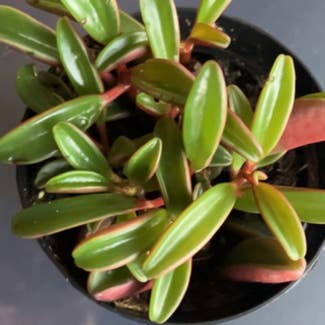 Peperomia graveolens 'Ruby Glow' plant in Collierville, Tennessee