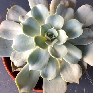 Pearl Echeveria plant in Collierville, Tennessee