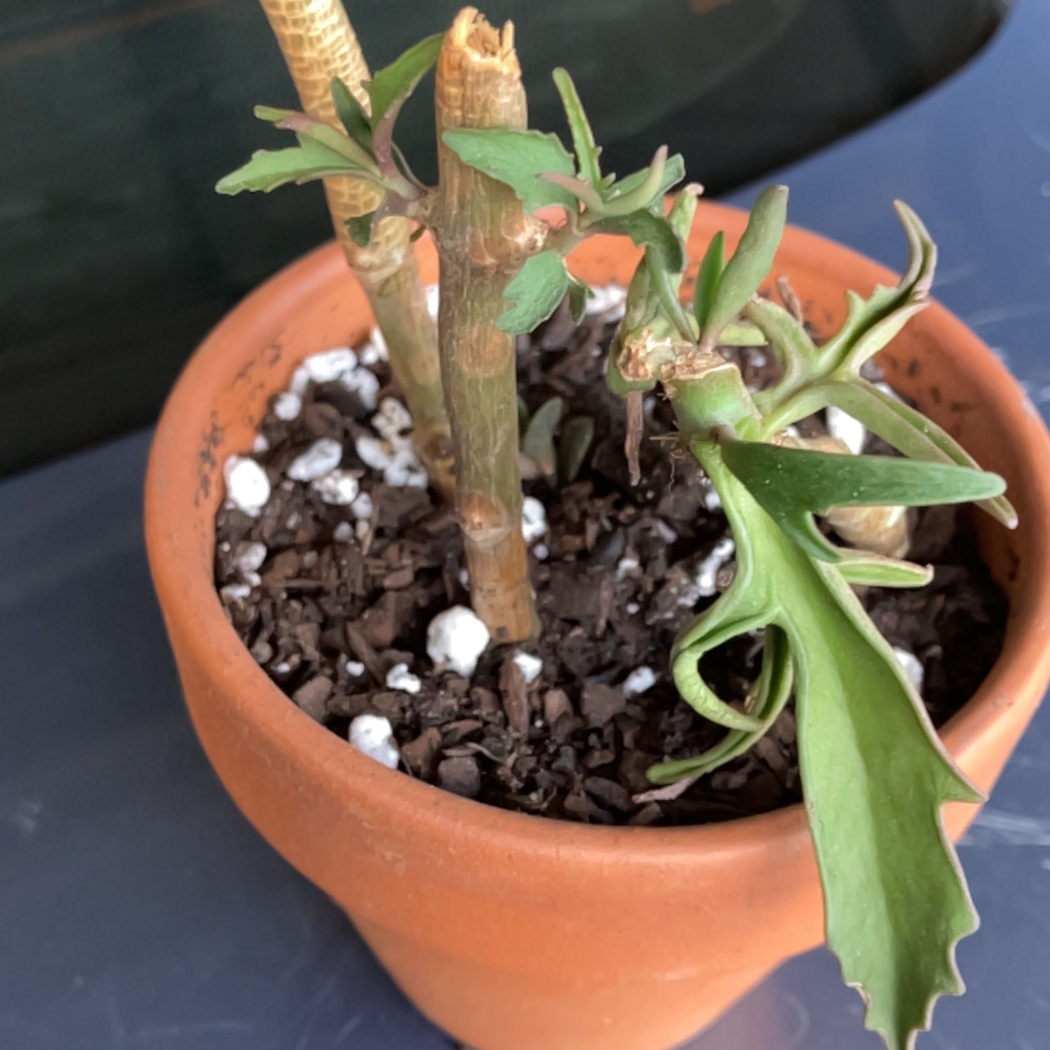 Photo of the plant species Kalanchoe 'Spider' by @Boymom-plantmom named Fernie Mac on Greg, the plant care app
