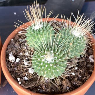 Spiny pincushion cactus plant in Collierville, Tennessee