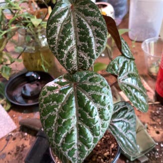 Red Betel plant in Collierville, Tennessee