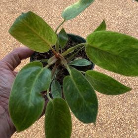 Philodendron 'Painted Lady' plant in Collierville, Tennessee