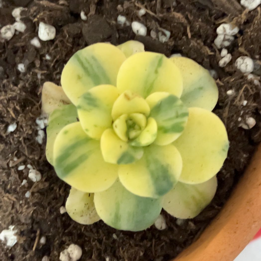 Plant care for Crassula tetragona 'Mini Form' on Greg, the plant care app