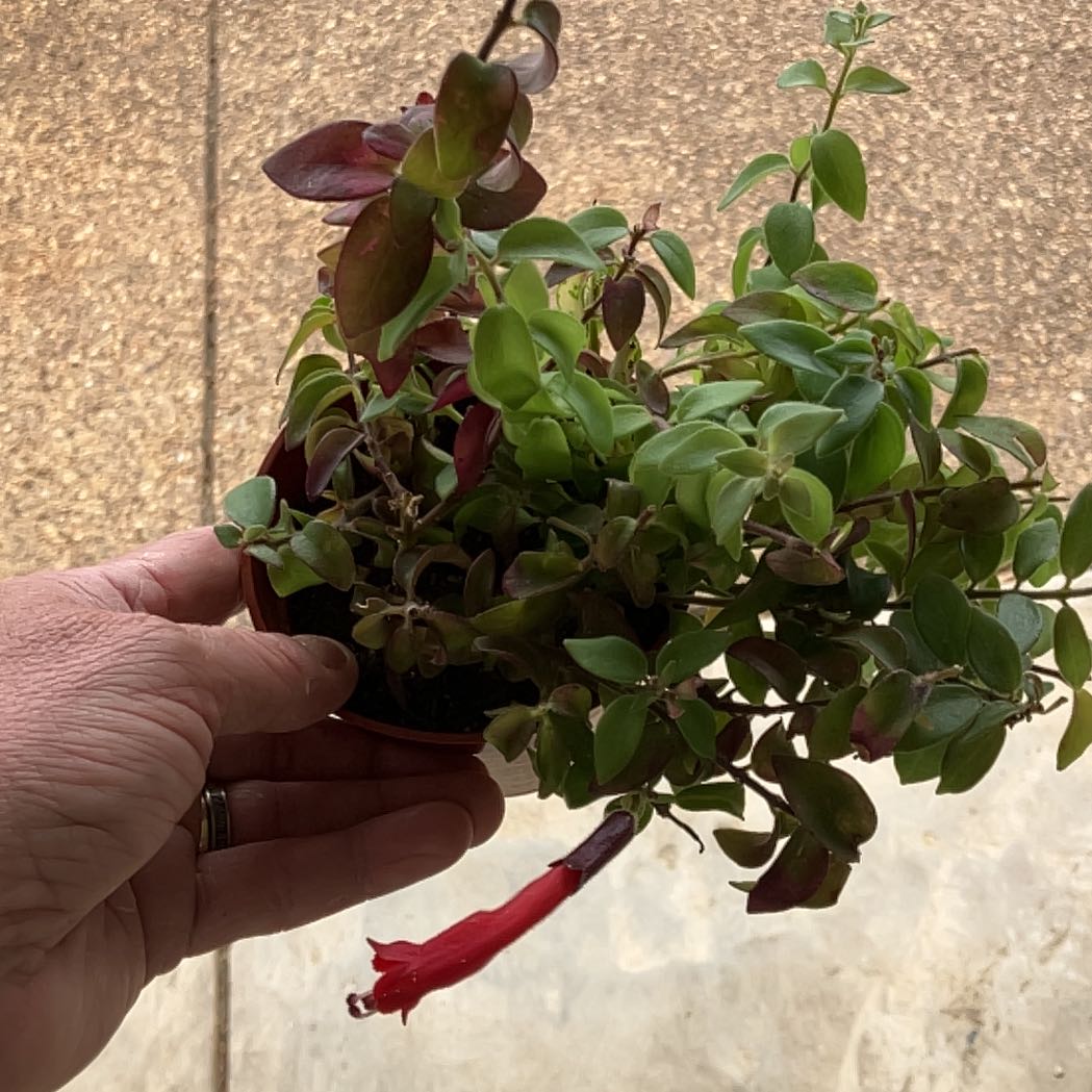 Twisted Lipstick Plant with green and reddish leaves, held by a hand, with a visible flower.