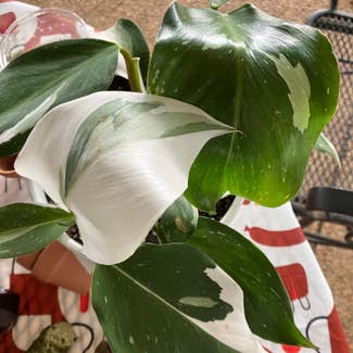 Philodendron 'White Princess' plant in Collierville, Tennessee