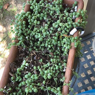 String of Pearls plant in Collierville, Tennessee