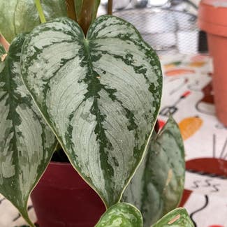 Silver Satin Pothos plant in Collierville, Tennessee
