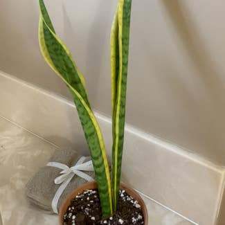 Snake Plant plant in Collierville, Tennessee