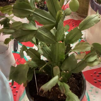False Christmas Cactus plant in Collierville, Tennessee