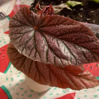 Rex Begonia plant in Collierville, Tennessee