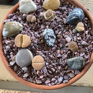 Lithops plant in Collierville, Tennessee