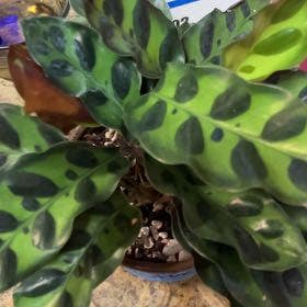 Rattlesnake Plant plant in Collierville, Tennessee